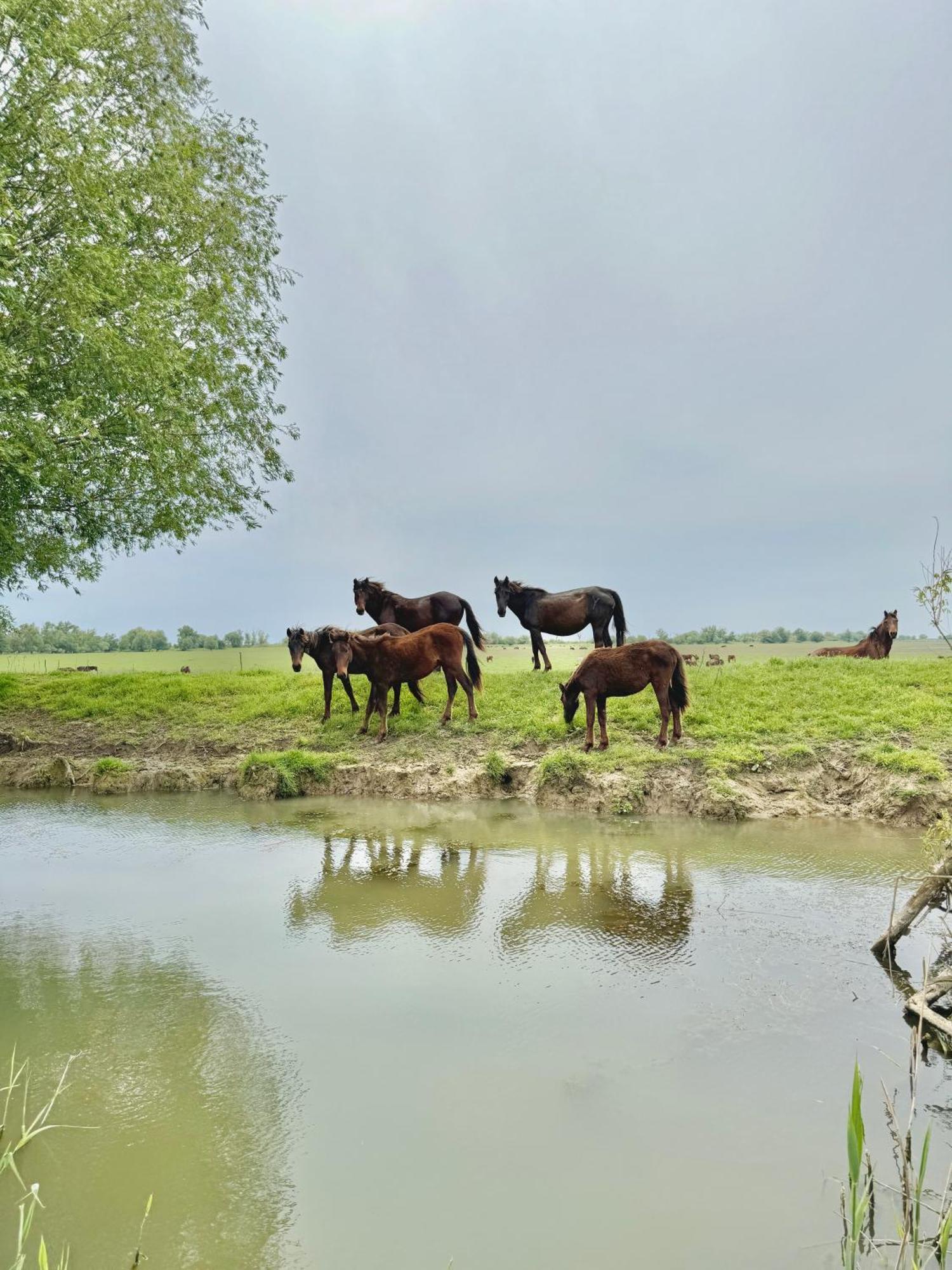 Dunavăţu de Jos Danube Delta View酒店 外观 照片